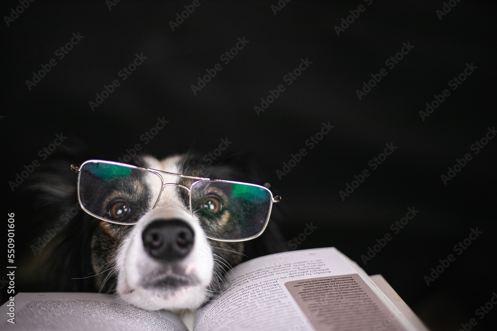 Pies border collie ma założone okulary i czyta książkę