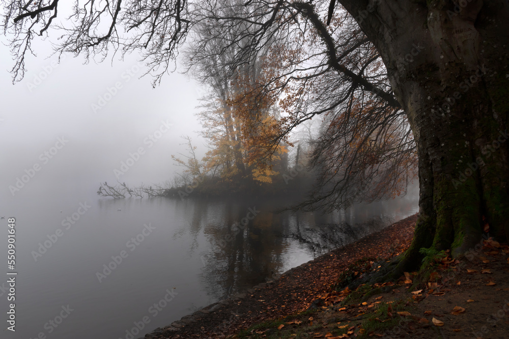 Fototapeta premium morning on the river