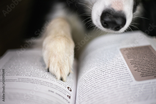 Obraz na płótnie Pies border collie trzyma łapę na książce i czyta w salonie