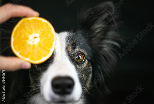 Obraz na płótnie Pomarańcza zakrywa oko psa rasy border collie w salonie