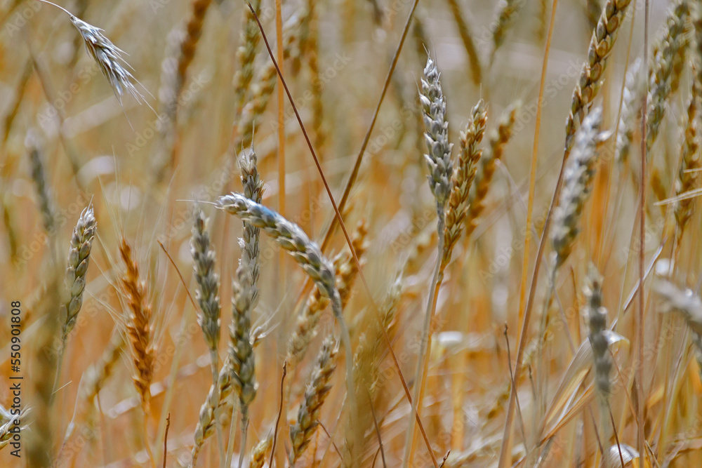Obraz premium golden wheat field