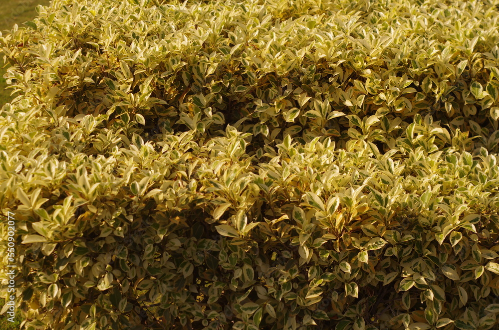 Ligustrum sinensis ‘Swift Creek’ plant1 Ligustrum sinensis ‘Swift Creek’ plant1