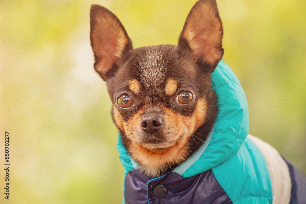 Chihuahua tricolor dog in a blue jacket. Portrait of a pet dog on a walk.