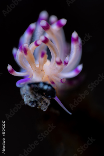 Under Water Sea Slug Photo 