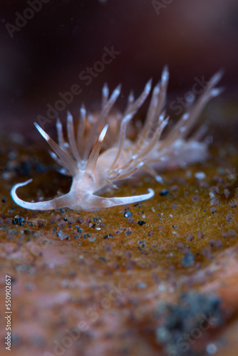 Under Water Sea Slug Photo 