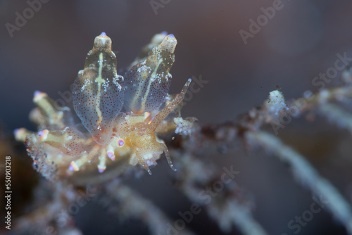 Under Water Sea Slug Photo 