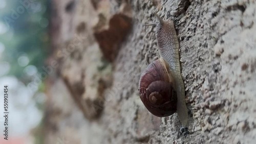 A Snail Crawls on a Wet Stone After Rain. A Snail Crawls Against the Background of a Natral Stone, Macro Photography. photo