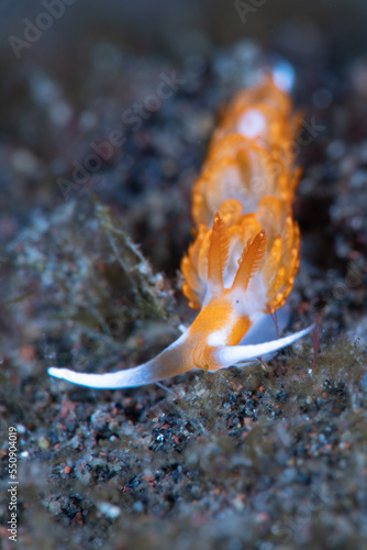 Under Water Sea Slug Photo 
