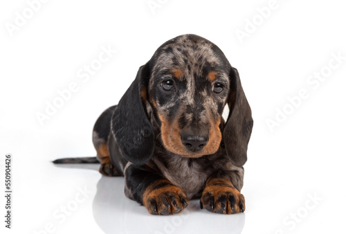 Curious marble dachshund puppy looks forward and tilts his head, lying on the white background © Светлана Акифьева
