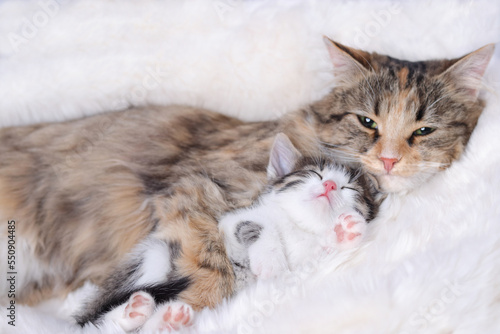 Mother cat and baby Cat on a white fury blanket . Mom Cat hugging her Kitten with love. Mother cat hugs little kitten. Pet care concept. Place for text.