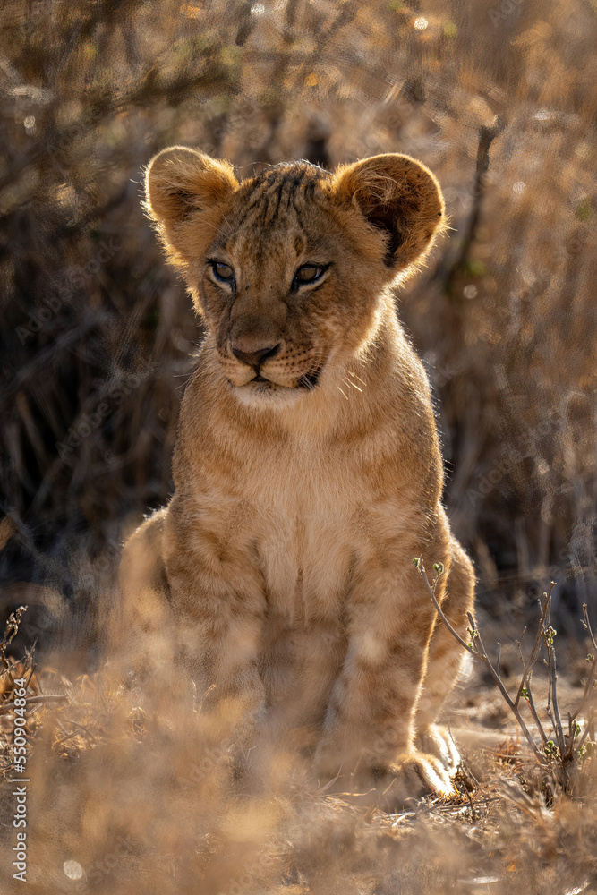 Lion cub sits in bushes turning head Lion cub sits in bushes turning head