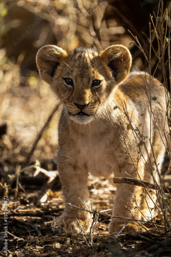 Obraz premium Lion cub stands watching camera among bushes