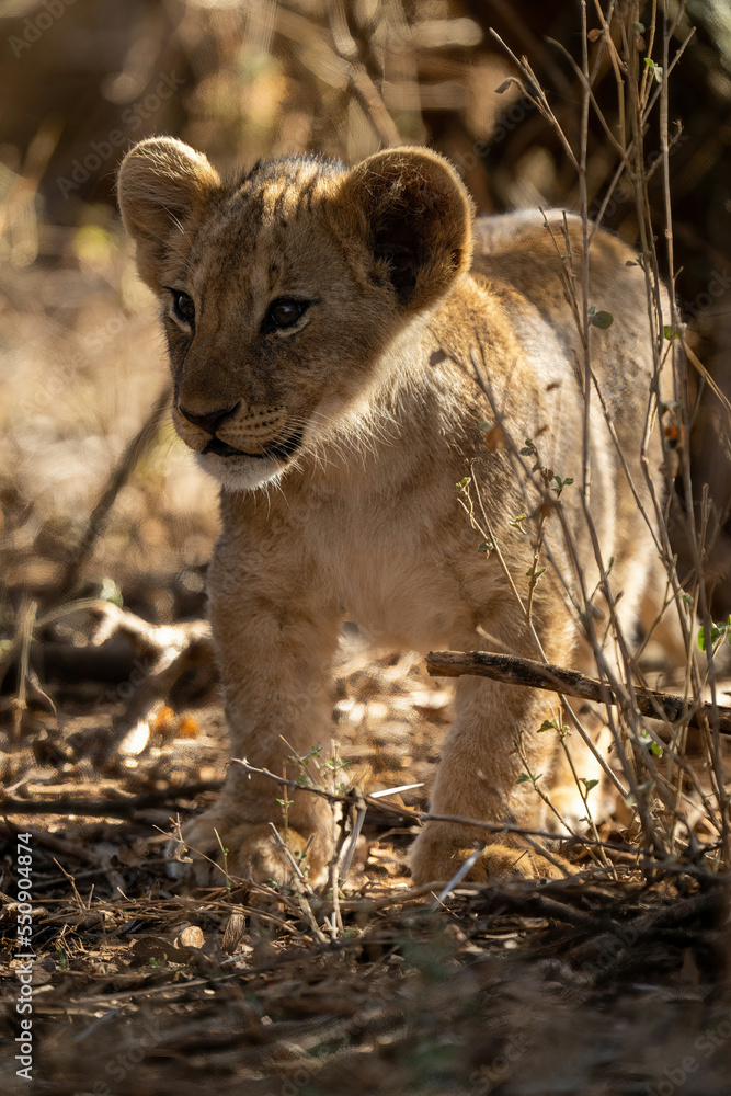 Lion cub stands with catchlights among bushes Lion cub stands with catchlights among bushes