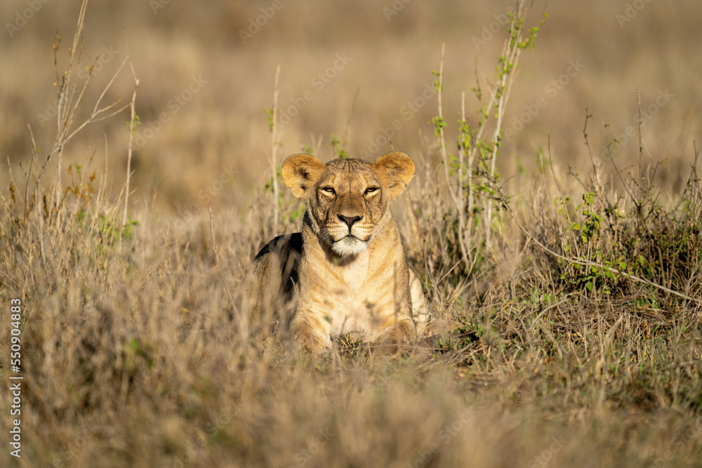 Lioness lies among leafy plants in sunshine Lioness lies among leafy plants in sunshine
