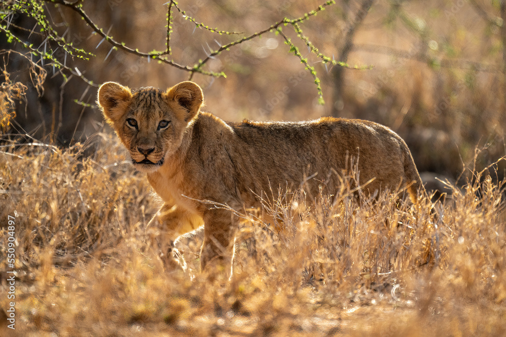 Obraz premium Lion cub walks through grass watching camera
