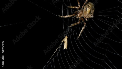 Spider catches and eat butterfly in spiderweb at night