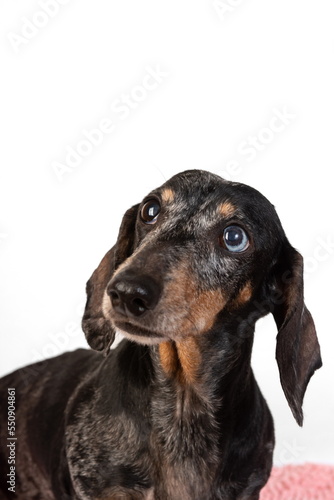 Portrait of an old sad gray-haired dachshund dog, isolated on a white background