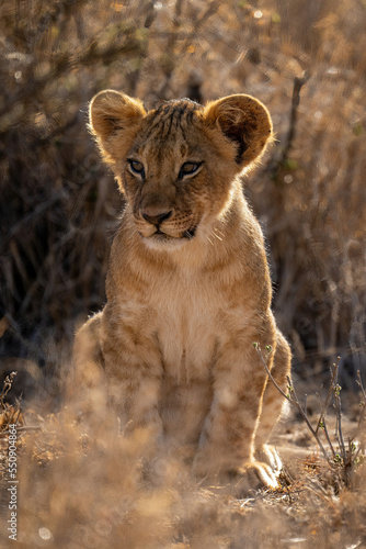 Lion cub sits in bushes turning head