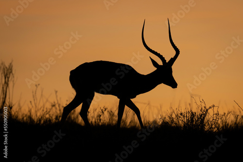 Male common impala walks silhouetted on horizon