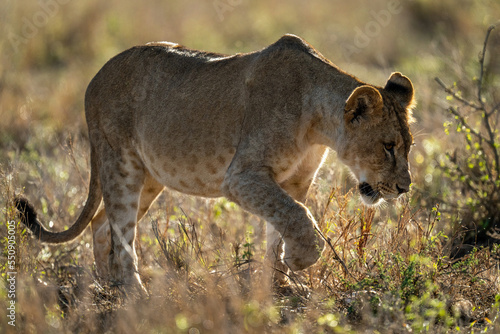 Lioness walks backlit through bushes lifting paw