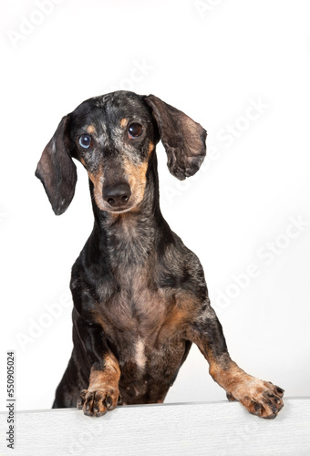 Fototapeta Naklejka Na Ścianę i Meble -  Portrait of an old frightened gray-haired dachshund dog, peeking out from behind a partition