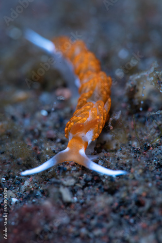 Under Water Sea Slug Photo 