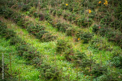 Diagonal rows of tiny young Christmas trees or pine saplings on a farm