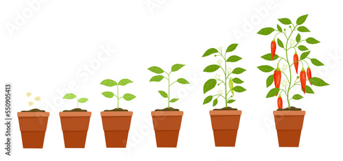 Red pepper plant growth. Agriculture process. Gardening cycle stages. Crop garden. Vegetable cultivation in pot from seed to harvest. Grow seedling in farm. Vector nowaday illustration