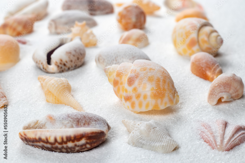 Summer beach. Seashell on the sand. close up