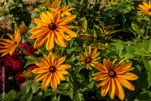 Background with large yellow daisies