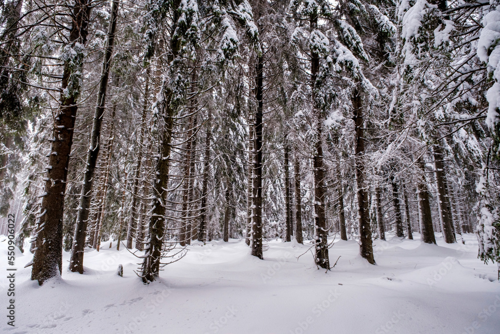 Spruce Tree Forest Covered by Snow in Winter. Picturesque view of snow-capped spruces on a frosty day. Germany. Spruce Tree Forest Covered by Snow in Winter. Picturesque view of snow-capped spruces on a frosty day. Germany.