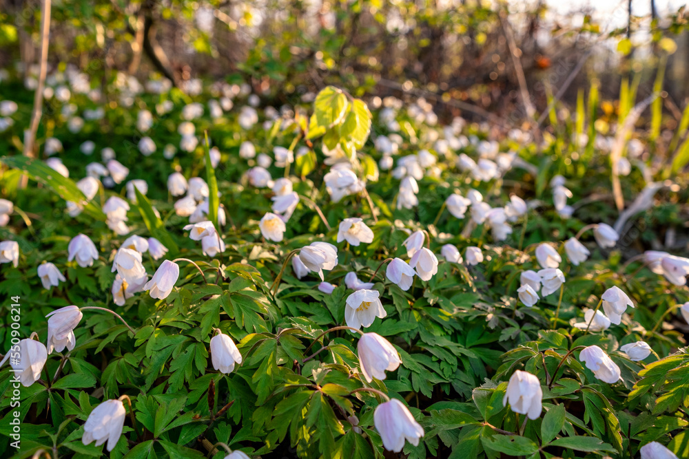 Spring awakening of flowers in forest on background of sunshine Spring awakening of flowers in forest on background of sunshine