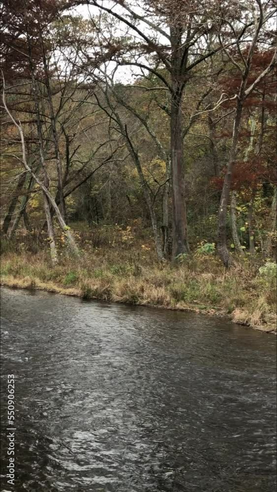 Panning shot of Mountain Fork River in autumn. Beavers Bend State Park, Oklahoma.
Panning shot of Mountain Fork River in autumn. Beavers Bend State Park, Oklahoma.