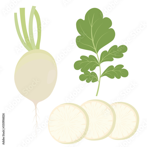 daikon. white radish. Vegetable Japanese Chinese Korean cooking , tonic jino korean, A root vegetable with leaves. Vector stock illustration. isolated on white background.