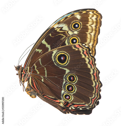 Butterfly isolated on white background. Morpho helenor peleides photo