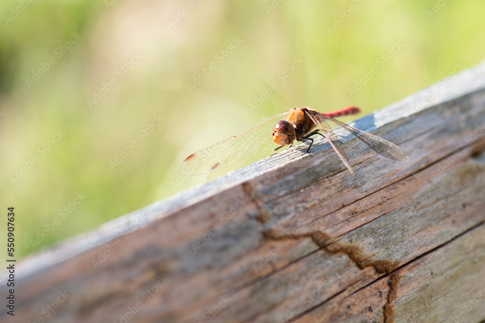 Red dragonfly, Neurothemis fluctuans is sitting on a wood, Haff Reimich nature reserve in Luxembourg
Red dragonfly, Neurothemis fluctuans is sitting on a wood, Haff Reimich nature reserve in Luxembourg