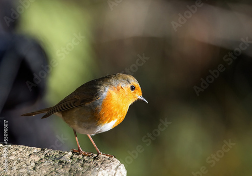 The European Robin (Erithacus rubecula), commonly known in Anglophone Europe simply as the Robin, is a small insectivorous passerine bird that was formerly classed as a member of the thrush family.