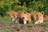 Five cute lion cubs looking into the camera, resting on a hill