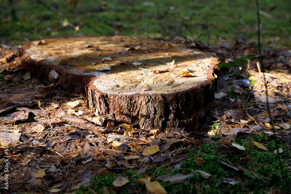 Part of the trunk remained, the pine was cut down Part of the trunk remained, the pine was cut down