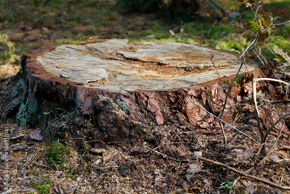 The old tree was cut down, the trunk remained The old tree was cut down, the trunk remained