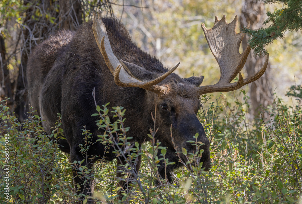 Bull Moose in Wyoming in Autumn Bull Moose in Wyoming in Autumn