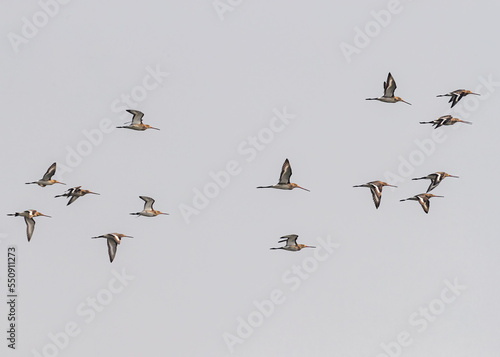 Photography A Flock of black tailed godwit in sky