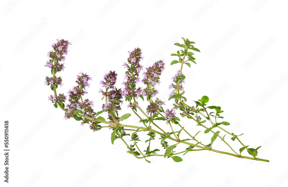 Salvia sclarea, clary, or clary sage on white. Salvia sclarea, clary, or clary sage on white.