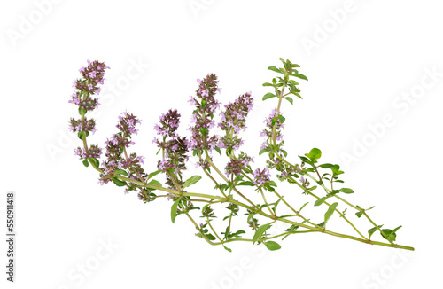 Salvia sclarea, clary, or clary sage on white.