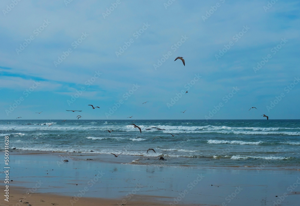View of empty beach with pebble stones, ocean waves and flying of seagulls at wild Rota Vicentina coast near Porto Covo, Portugal. View of empty beach with pebble stones, ocean waves and flying of seagulls at wild Rota Vicentina coast near Porto Covo, Portugal.
