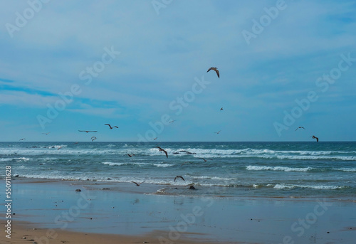 View of empty beach with pebble stones, ocean waves and flying of seagulls at wild Rota Vicentina coast near Porto Covo, Portugal.