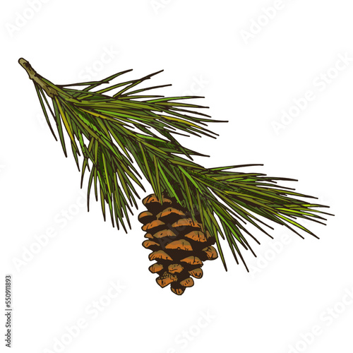 Sketch of pine or spruce branch, vector icon
