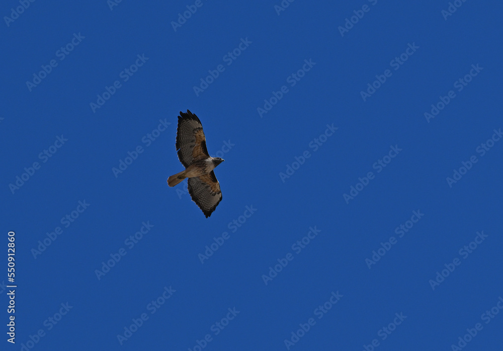  Red-tailed hawk in flight.