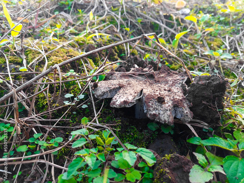 
Laughing Gymnopilus Junonius Mushroom photo