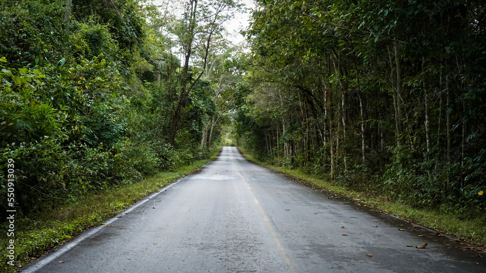 Country roads with natural roadside trees make energy work well.